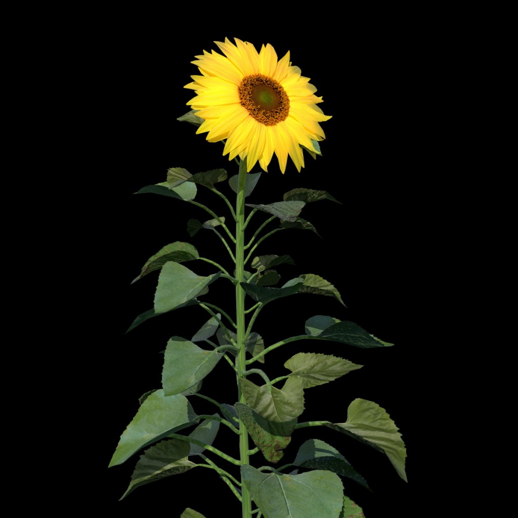 Sunflower preview image 2